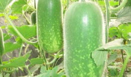 今日吃瓜热门大瓜每日更新51,51期精彩内容速览